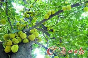 盛夏果熟时,丰收时节尽享田园风光