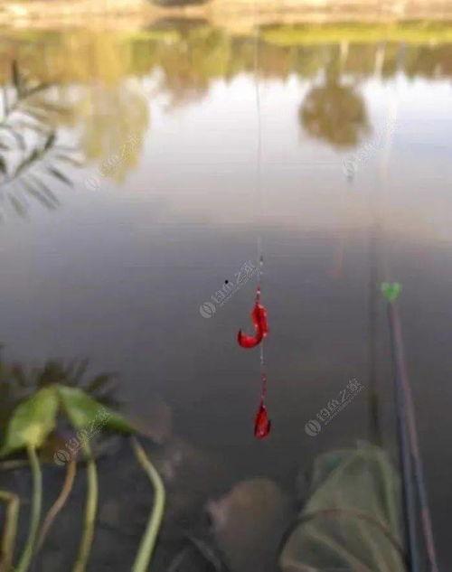 娇肆为饵钓你入怀,一段爱恨交织的甜蜜陷阱